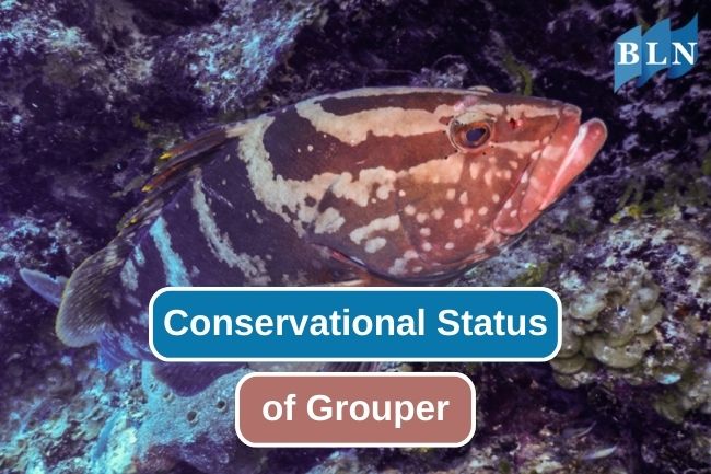 A Comprehensive Assessment of Grouper Species Conservation